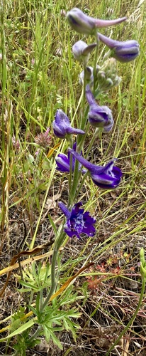 Foothill larkspur (Delphinium hesperium)