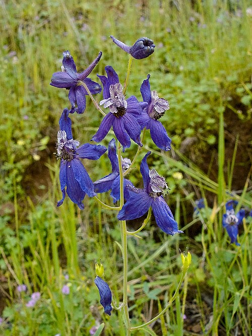 Foothill larkspur: Western larkspur ( Delphinium hesperium ssp. hesperium ) in Mitchell Canyon, Mount Diablo