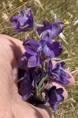 Foothill larkspur (Delphinium hesperium)