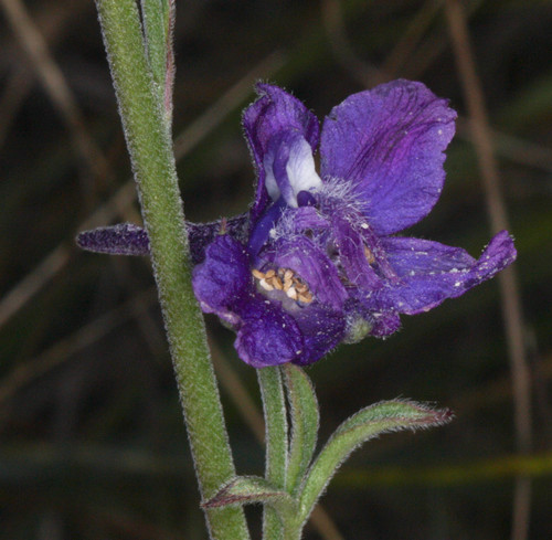 Foothill larkspur (Delphinium hesperium)