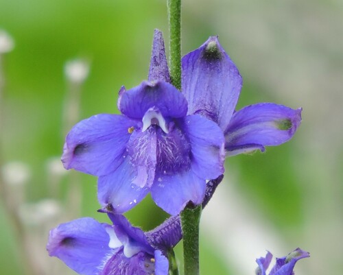 Foothill larkspur (Delphinium hesperium)
