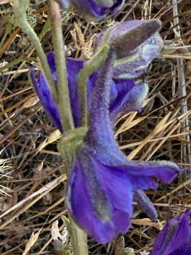 Foothill larkspur (Delphinium hesperium)