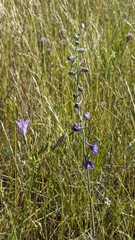 Foothill larkspur (Delphinium hesperium)