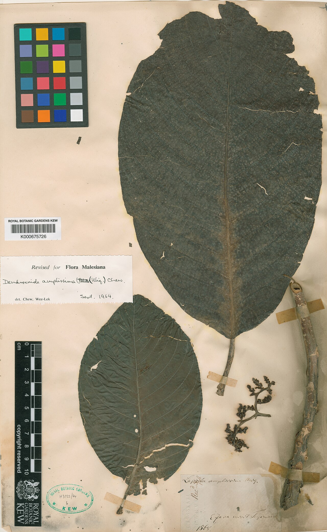Dendrocnide amplissima: Dendrocnide amplissima herbarium specimen K000675726