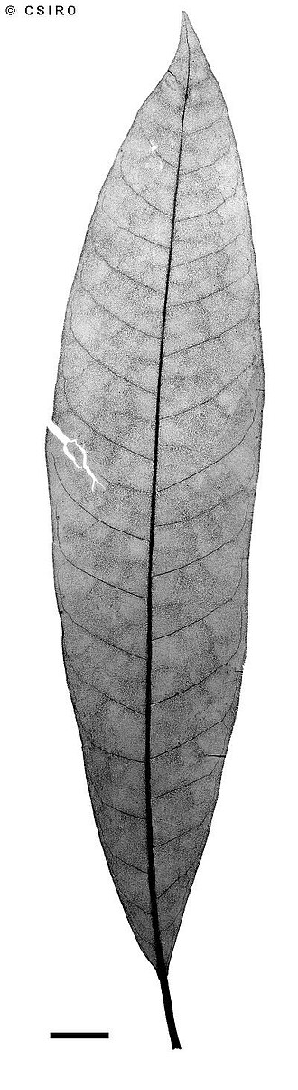 Mango-leafed stinging tree: Dendrocnide corallodesme leaf xray
