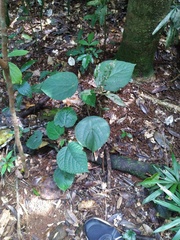 Dendrocnide cordifolia (Dendrocnide cordifolia)