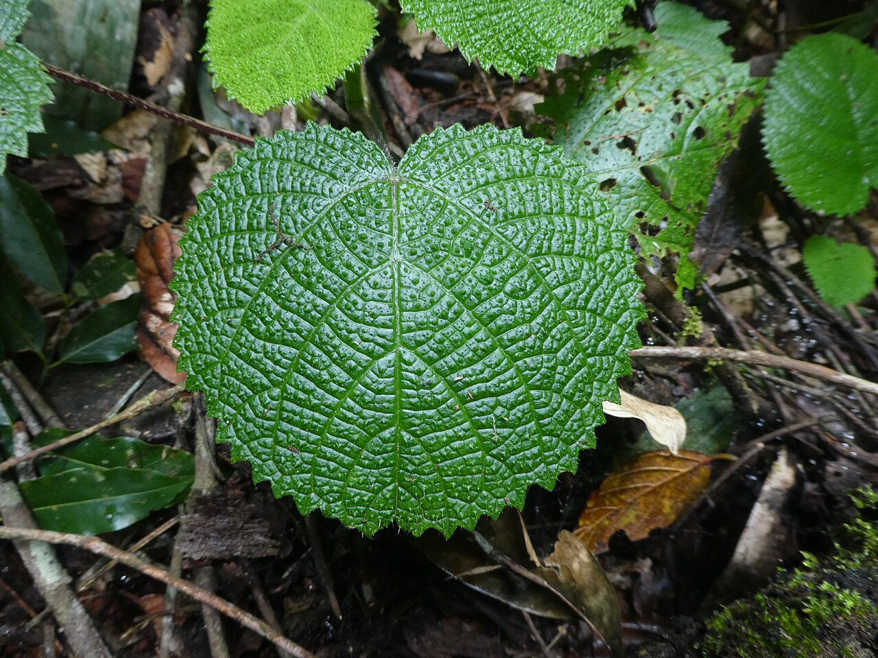 Dendrocnide cordifolia: Dendrocnide cordifolia at Malanda Falls Conservation Park , September 2022