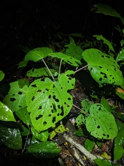 Dendrocnide cordifolia (Dendrocnide cordifolia)