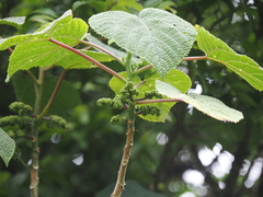 Dendrocnide cordifolia (Dendrocnide cordifolia)