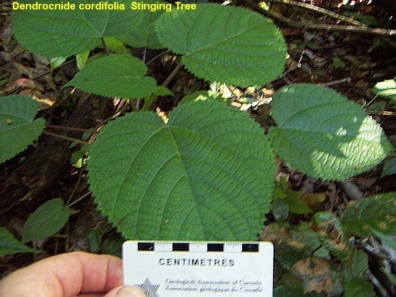 Dendrocnide cordifolia (Dendrocnide cordifolia)