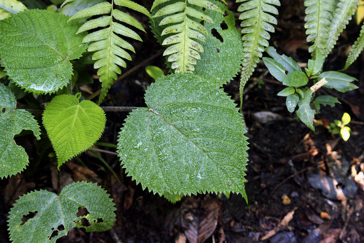 Dendrocnide cordifolia: Stinging Tree in far north Queensland