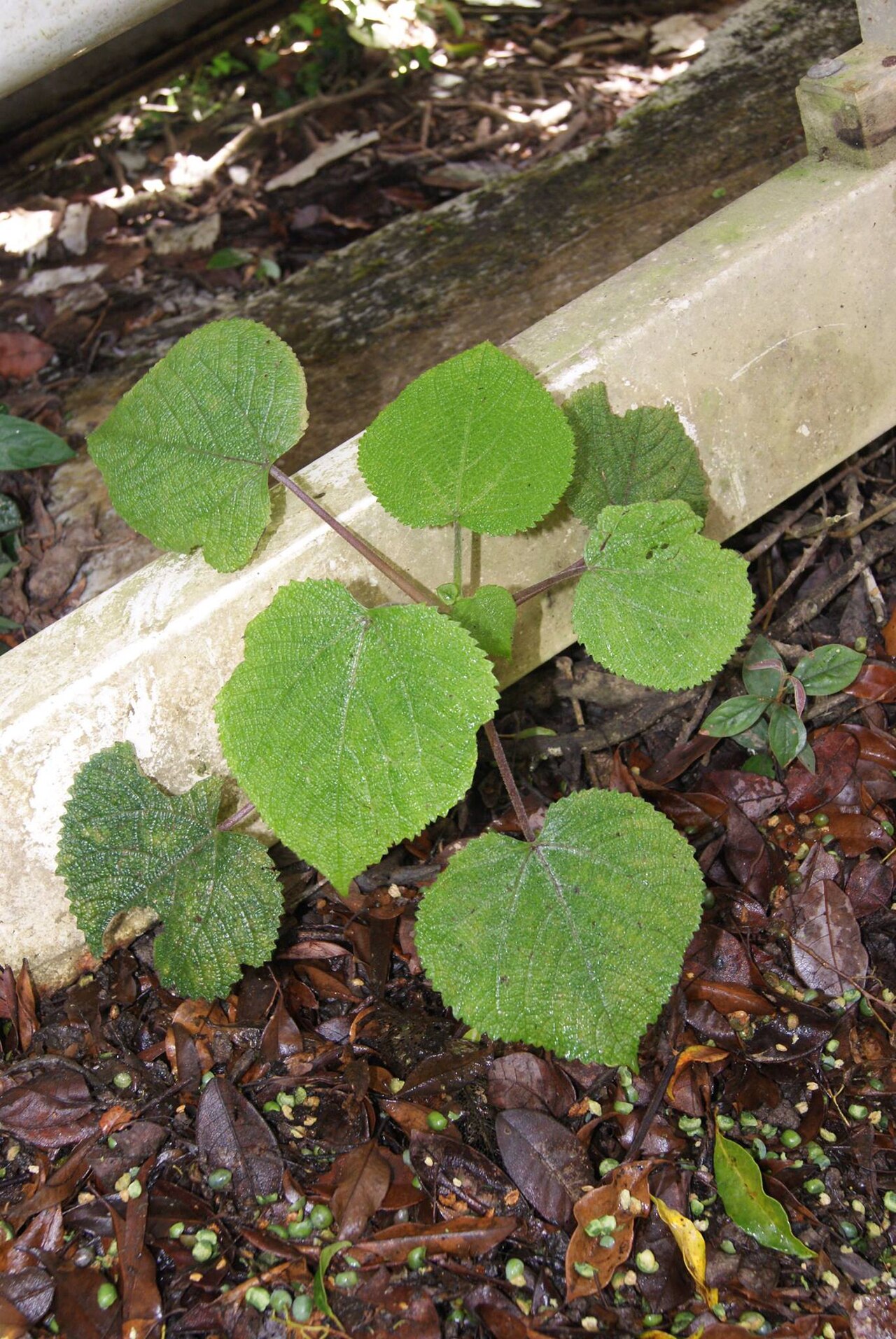 Dendrocnide cordifolia: Dendrocnide cordifolia , stinging tree. Atherton Tablelands, QLD, Australia. Febr. 2015.