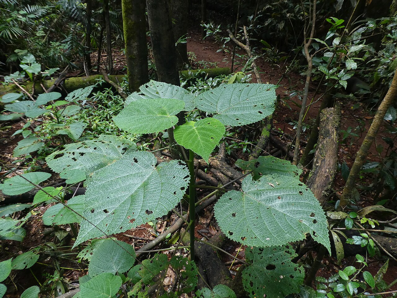 Dendrocnide cordifolia: Dendrocnide cordifolia at Malanda Falls Conservation Park , September 2022