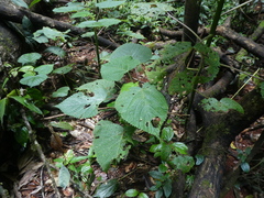 Dendrocnide cordifolia (Dendrocnide cordifolia)