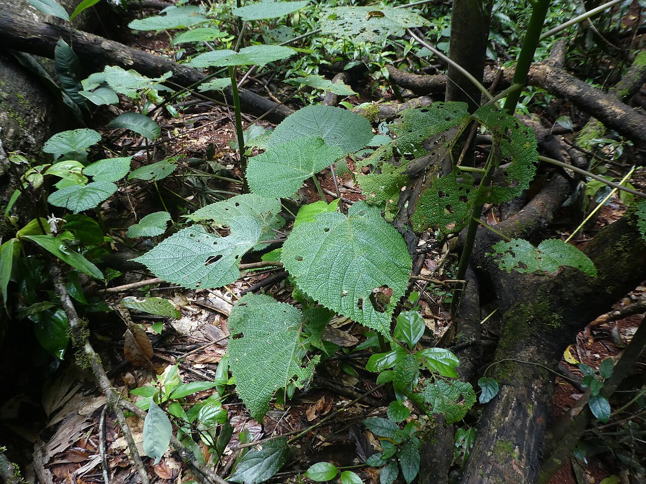 Dendrocnide cordifolia: Dendrocnide cordifolia at Malanda Falls Conservation Park , September 2022