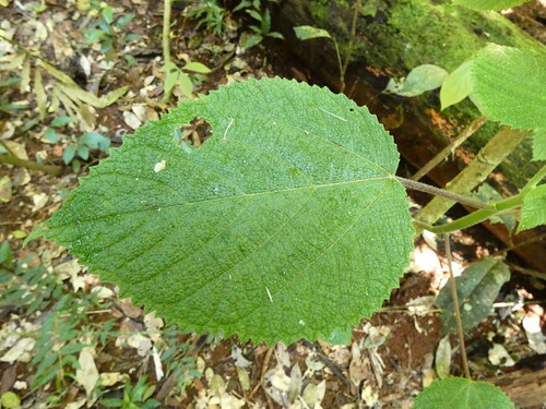 Dendrocnide cordifolia (Dendrocnide cordifolia)