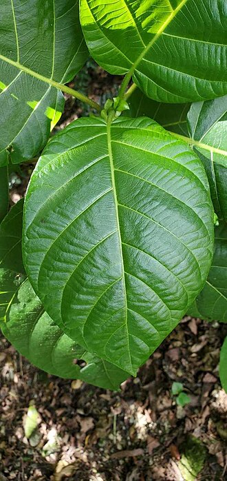 Dendrocnide latifolia: Dendrocnide latifolia (kahtat) leaf. Dededo, Guam