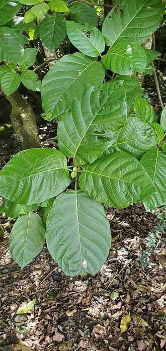 Dendrocnide latifolia: Dendrocnide latifolia (kahtat) leaves. Dededo, Guam