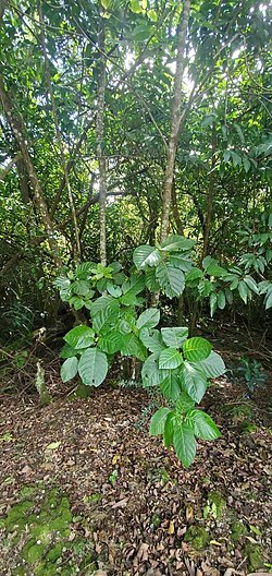 Dendrocnide latifolia: Dendrocnide latifolia (kahtat). Dededo, Guam