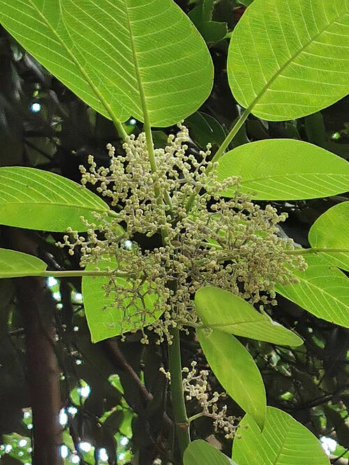 Dendrocnide meyeniana: Native to Taiwan. Taken in late October 2022. Botanical Garden of National Museum of Natural Science, Taichung, Taiwan.