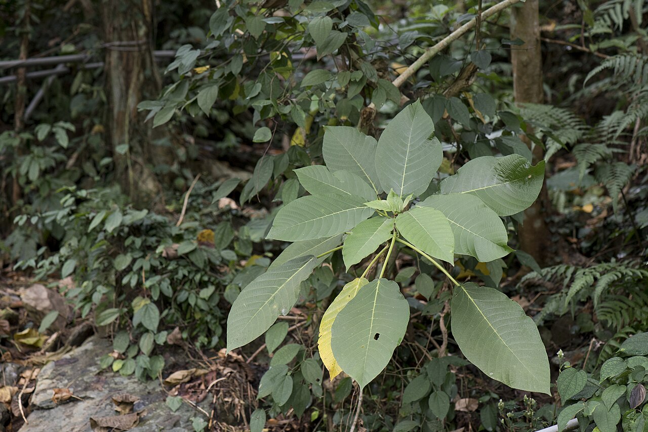Dendrocnide meyeniana: Wild Dendrocnide meyeniana grew in Tjavatjavang, northern Pingtung, Taiwan.