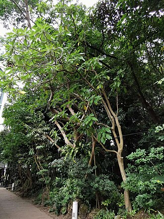Dendrocnide meyeniana: Native to Taiwan. Taken in late October 2022. Botanical Garden of National Museum of Natural Science, Taichung, Taiwan.