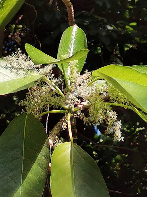 Dendrocnide meyeniana: Native to Taiwan. Taken in late October 2022. Botanical Garden of National Museum of Natural Science, Taichung, Taiwan.