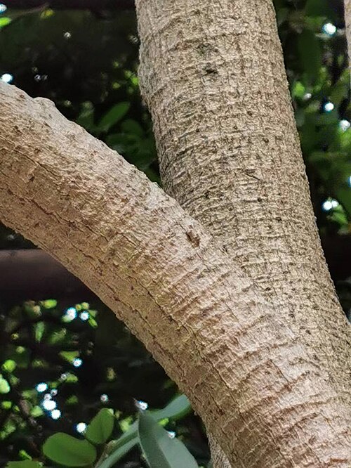 Dendrocnide meyeniana: Native to Taiwan. Taken in late October 2022. Botanical Garden of National Museum of Natural Science, Taichung, Taiwan.