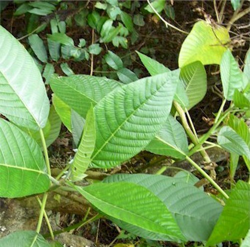 Dendrocnide meyeniana: 咬人狗 Dendrocnide meyeniana