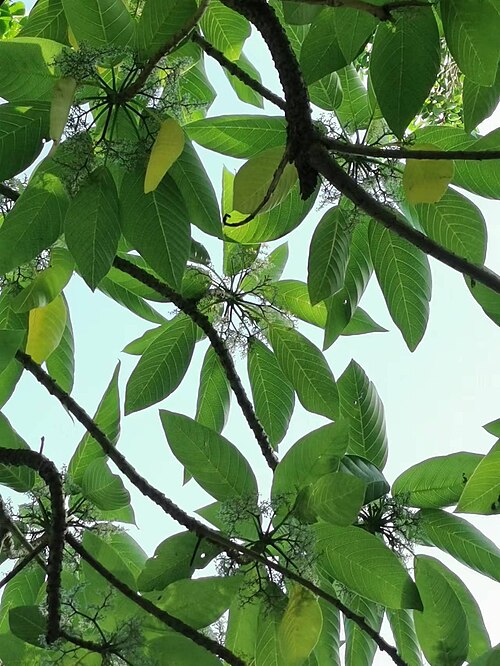 Dendrocnide meyeniana: Native to Taiwan. Taken in late October 2022. Botanical Garden of National Museum of Natural Science, Taichung, Taiwan.