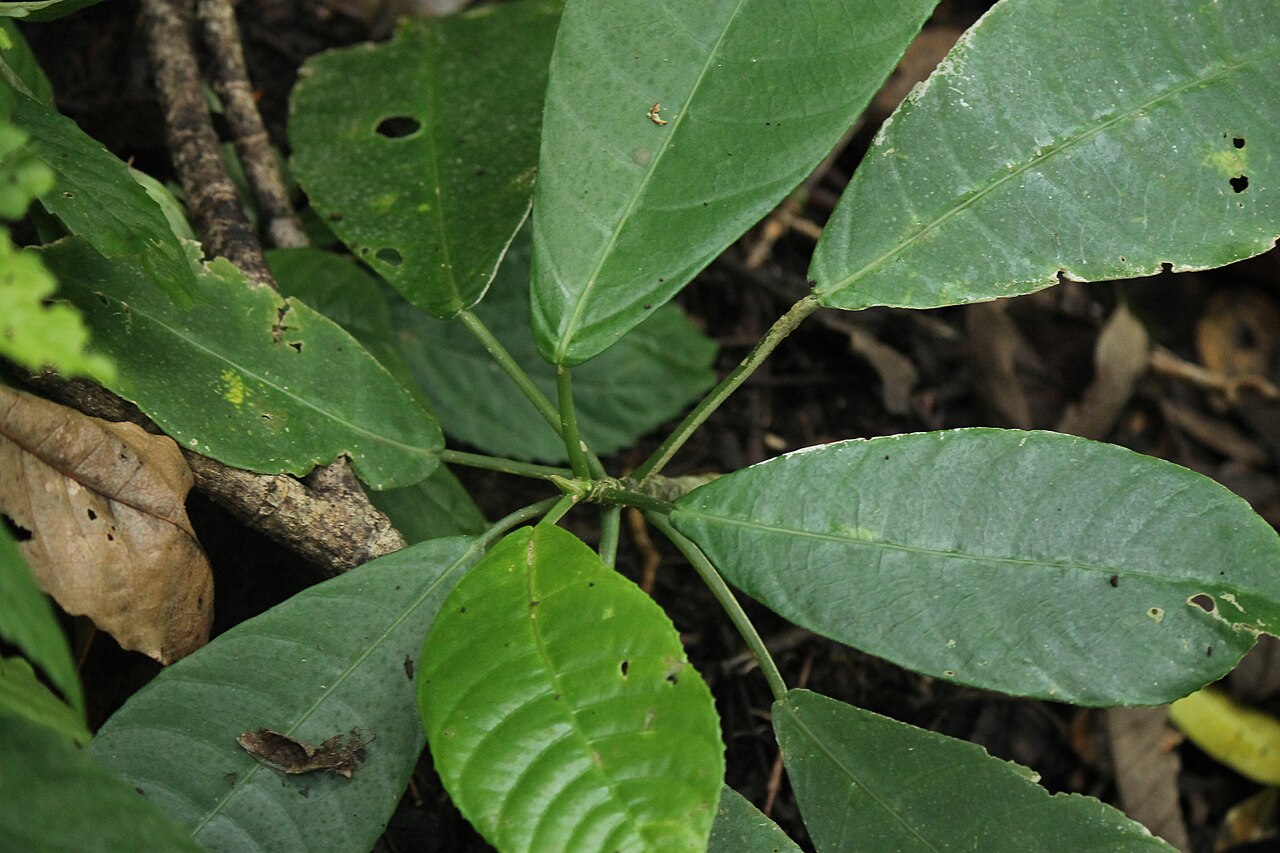 Dendrocnide microstigma: Dendrocnide microstigma at Mount Masarang, North Sulawesi