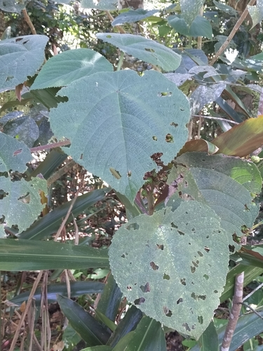Gympie gympie (Dendrocnide moroides)