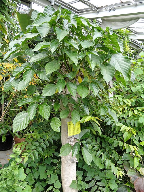 Gympie gympie: Botanical specimen in the University of Copenhagen Botanical Garden, Copenhagen, Denmark.