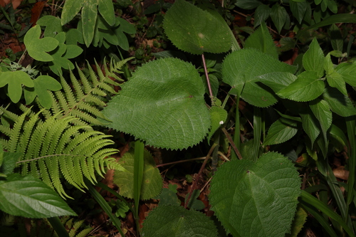 Gympie gympie (Dendrocnide moroides)
