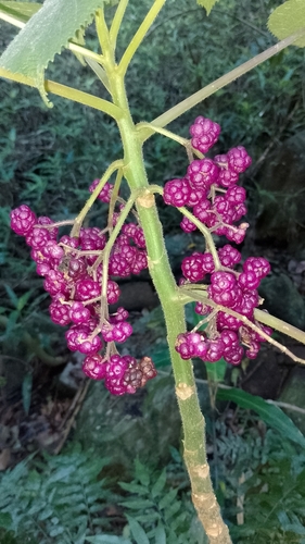 Gympie gympie (Dendrocnide moroides)