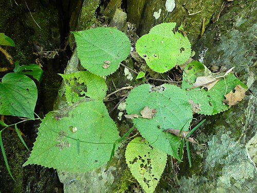 Gympie gympie: Small specimen of Dendrocnide moroides at Crystal Cascades near Cairns, Queensland June 2021