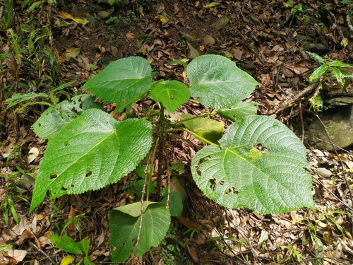 Gympie gympie (Dendrocnide moroides)