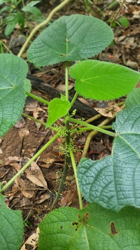 Gympie gympie (Dendrocnide moroides)