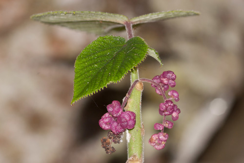 Gympie gympie (Dendrocnide moroides)