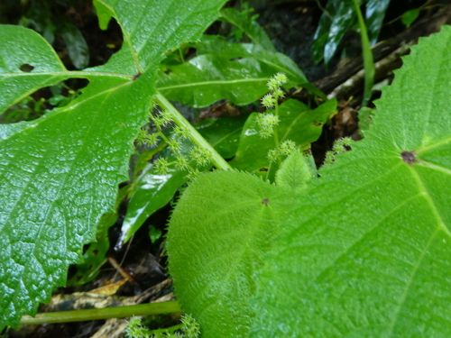 Gympie gympie (Dendrocnide moroides)
