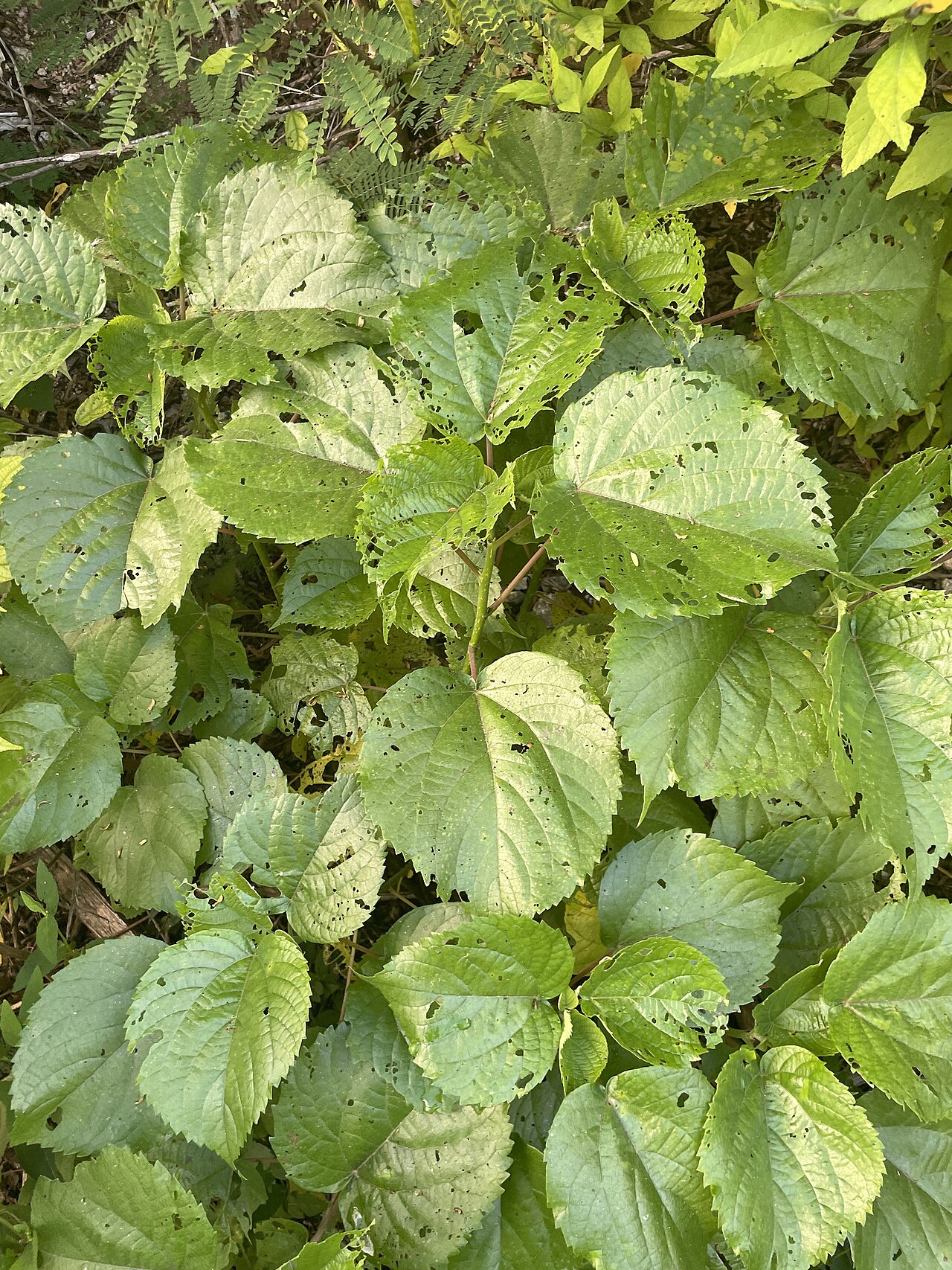 Dendrocnide peltata: Dendrocnide peltata, Christmas Island, Christmas Island, CX, 2026-06-16 (iNaturalist).
