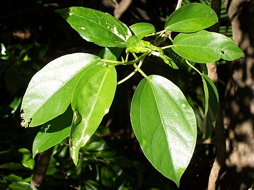 Fibrewood: Dendrocnide photinophylla leaves, Botanic Gardens, Coffs Harbour