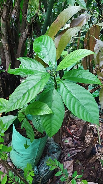 Dendrocnide sinuata: Dendrocnide sinuata