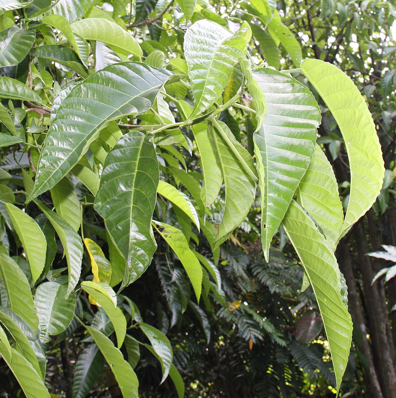 Dendrocnide stimulans: When I got in contact the leaves (not with this tree, but in secondary growth at Mt. Halimun), they stung through my trekking trousers and caused severe pain an