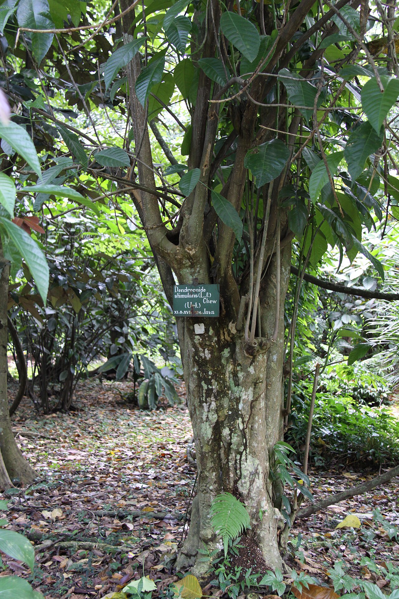 Dendrocnide stimulans: When I got in contact the leaves (not with this tree, but in secondary growth at Mt. Halimun), they stung through my trekking trousers and caused severe pain an