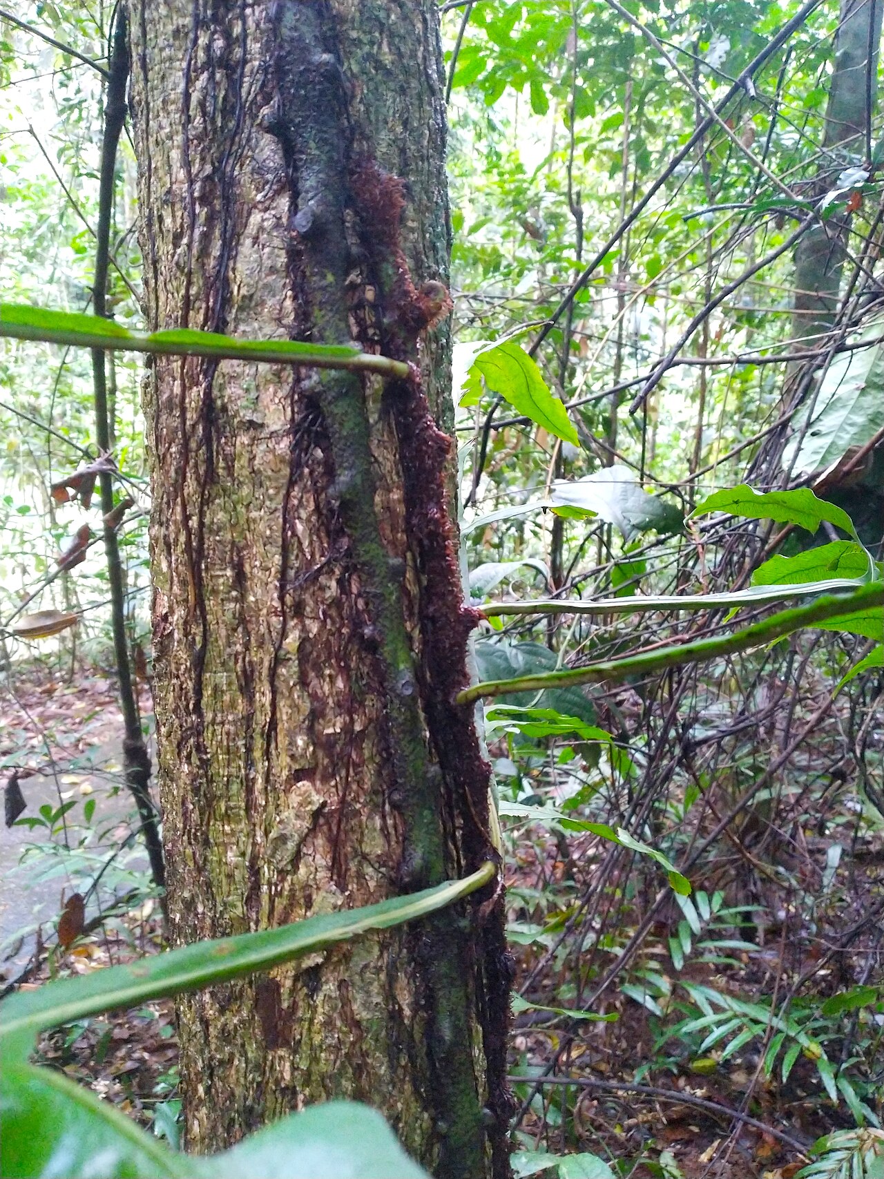 Dendroconche ampla: Dendroconche ampla in dense rainforest on the Atherton Tableland , Queensland