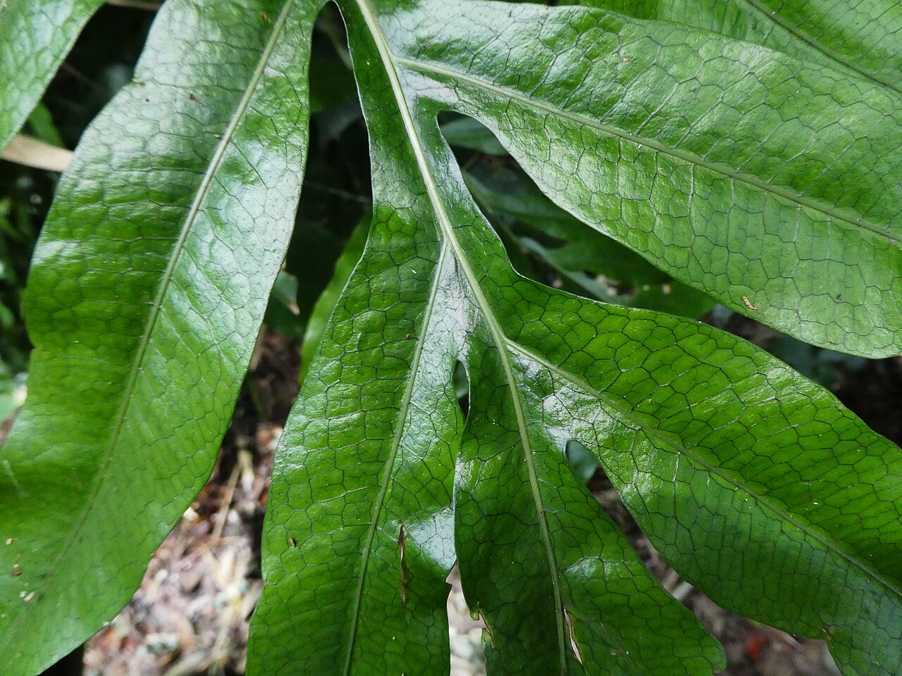 Dendroconche ampla: Dendroconche ampla growing in rainforest near Cairns , Queensland