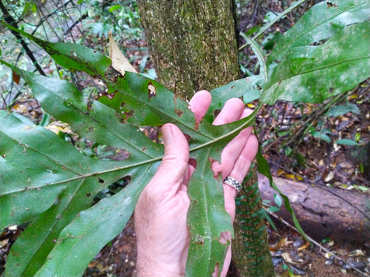 Dendroconche ampla: Dendroconche ampla in dense rainforest on the Atherton Tableland , Queensland