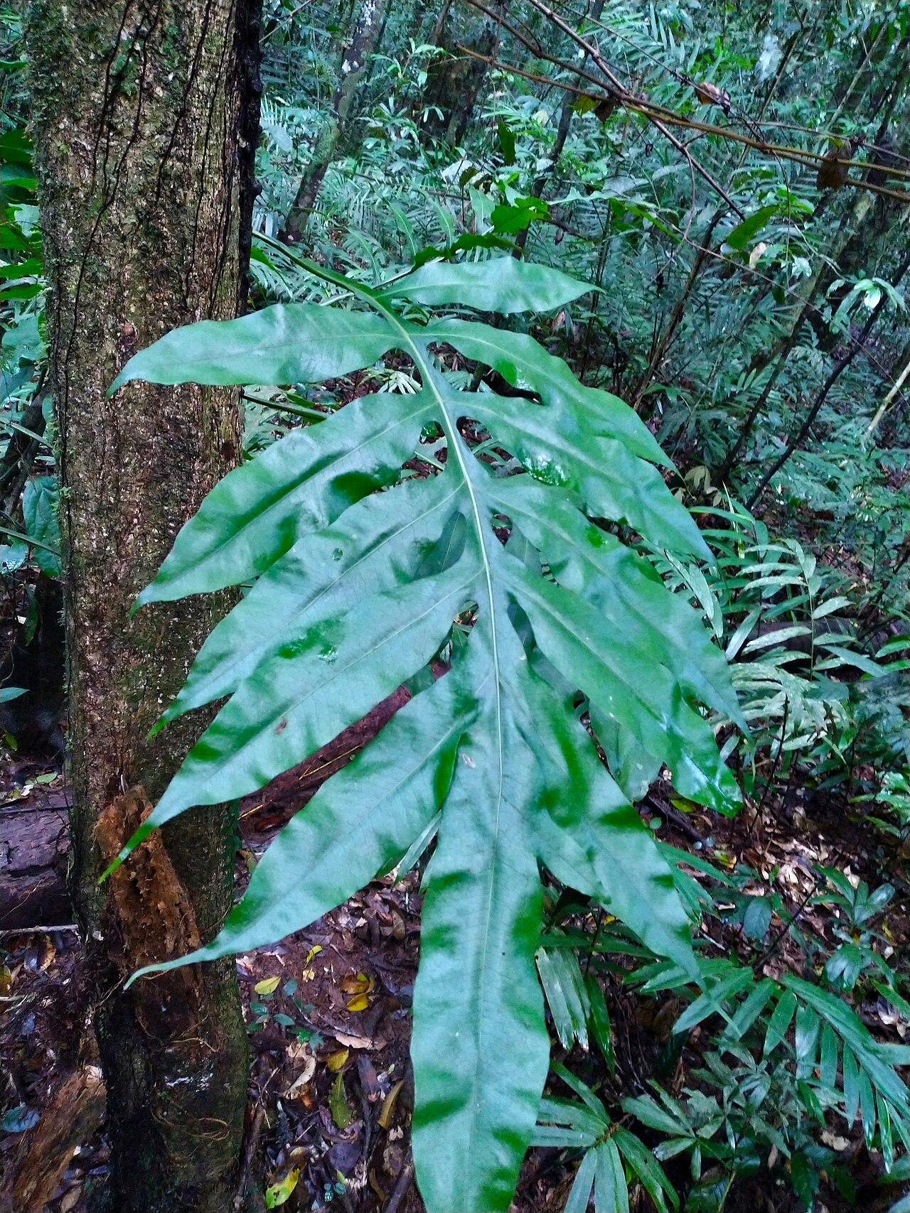 Dendroconche ampla: Dendroconche ampla in dense rainforest on the Atherton Tableland , Queensland