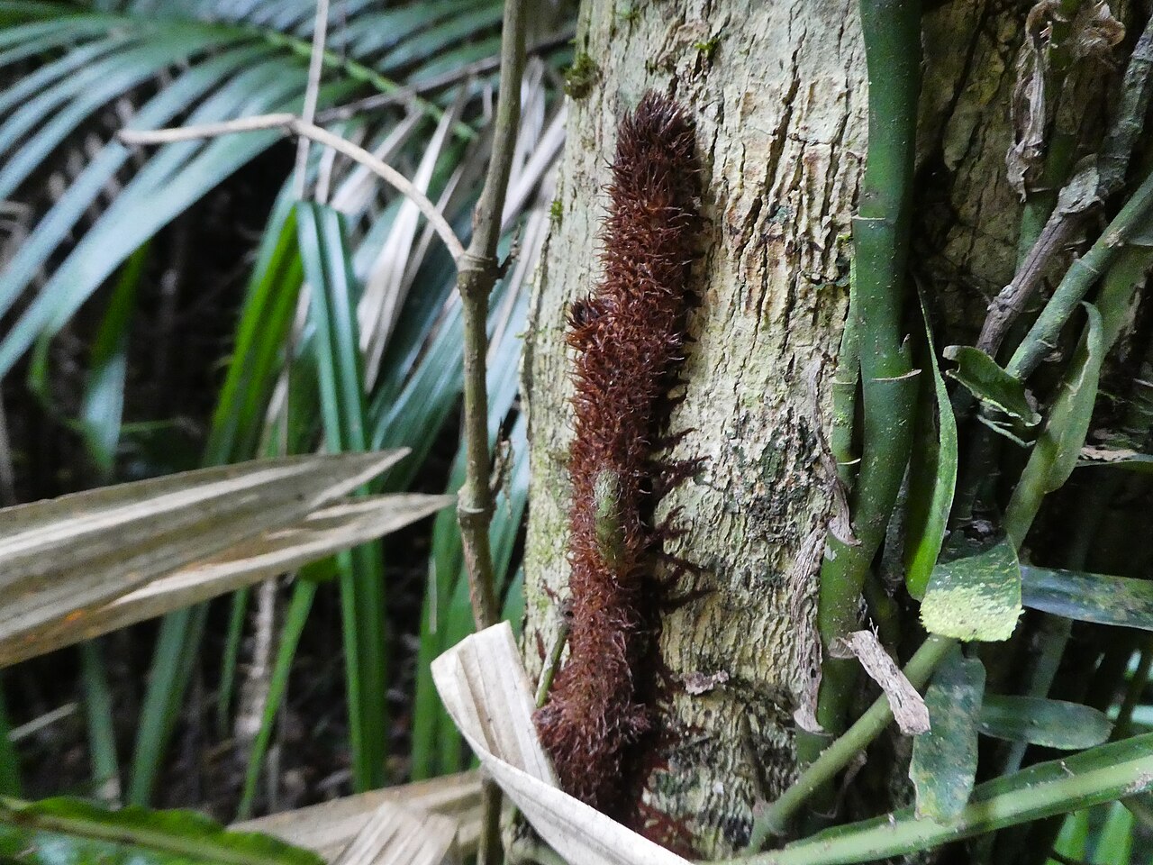 Dendroconche ampla: Dendroconche ampla growing in rainforest near Cairns , Queensland